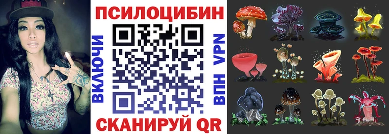 Купить  Злынка  Галлюциногенные грибы Psilocybe 